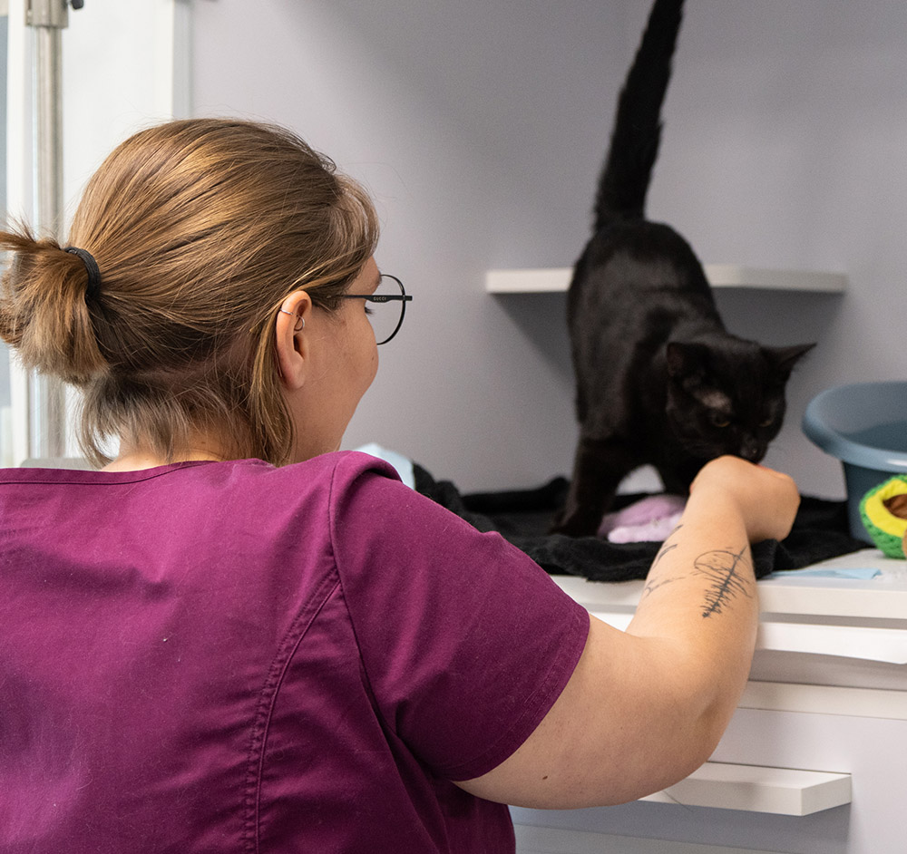 header-asv-home-chat