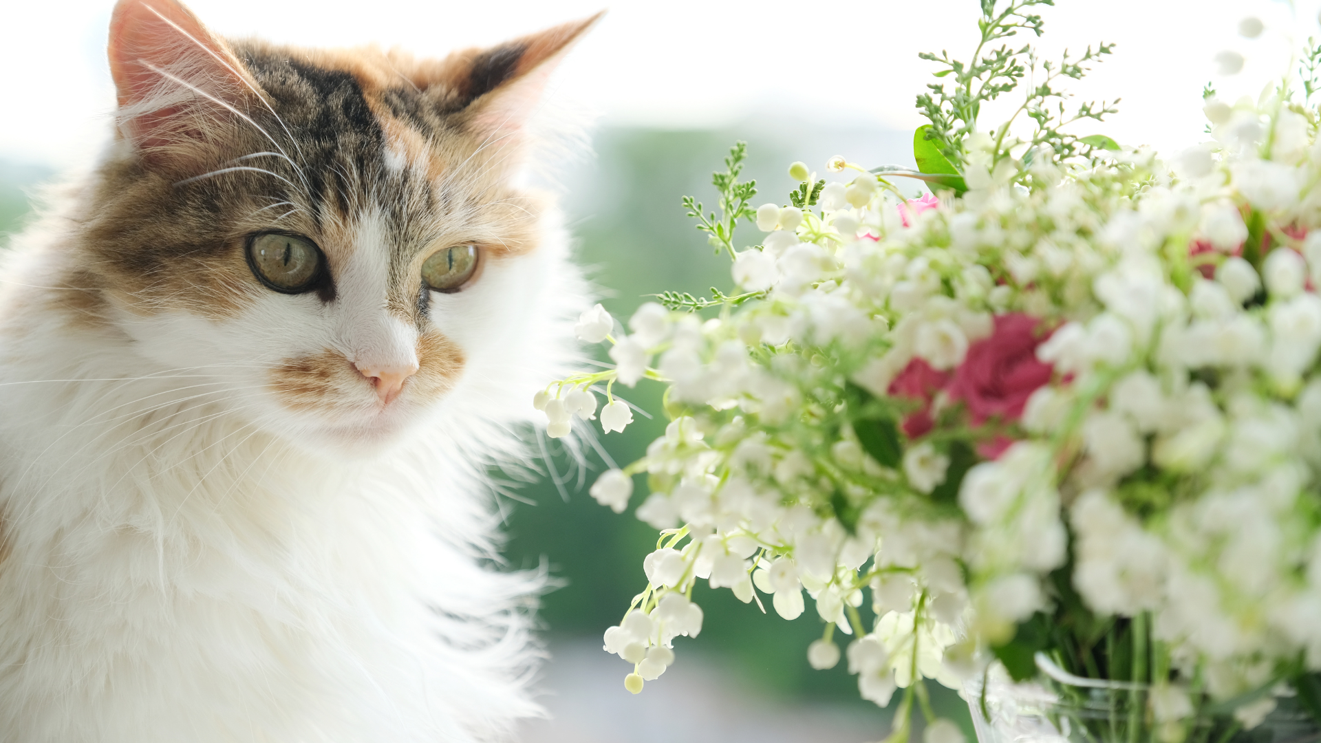 Le printemps et ses dangers pour nos animaux