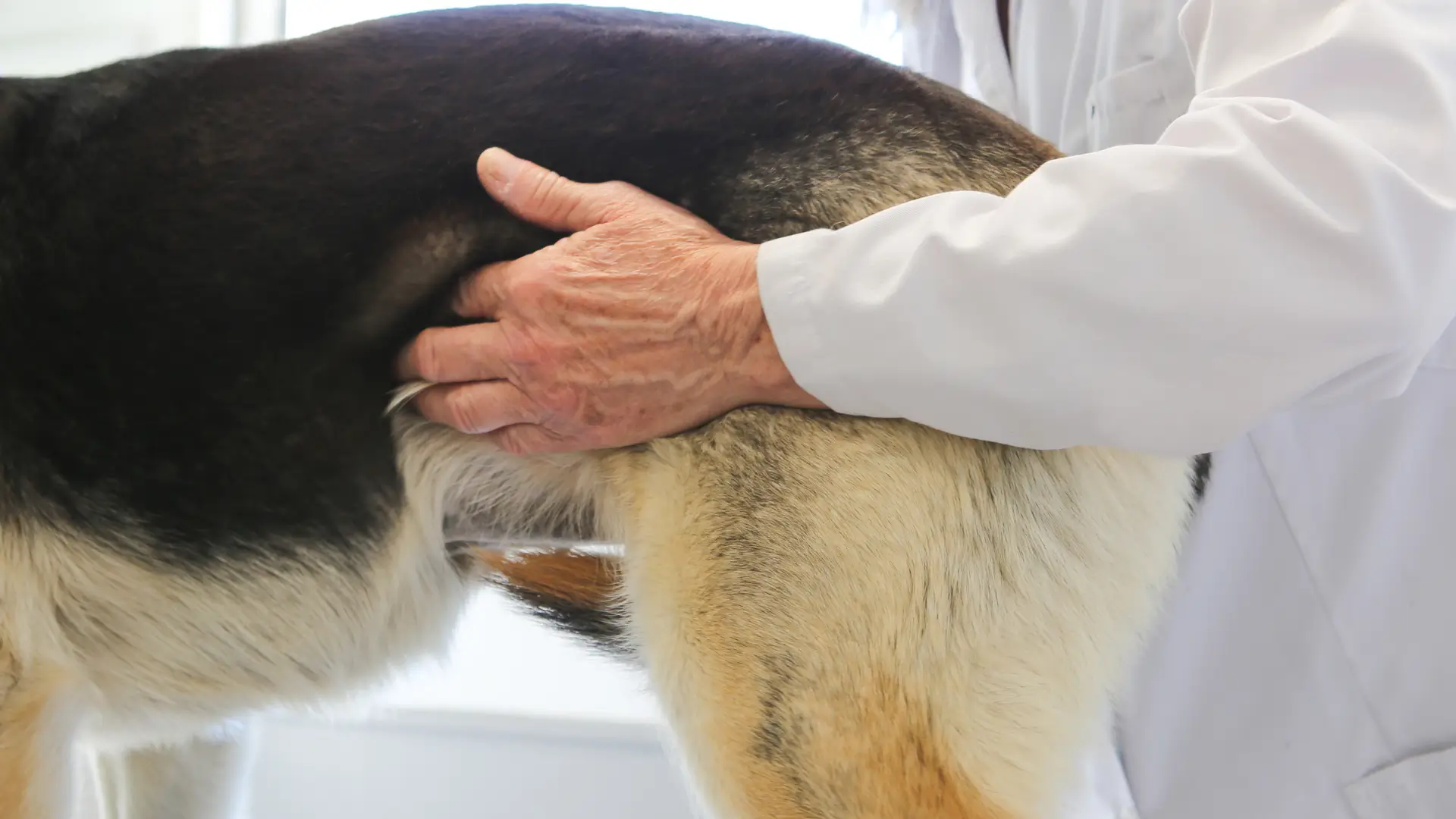 Intoxications fréquentes chez le chien ou le chat