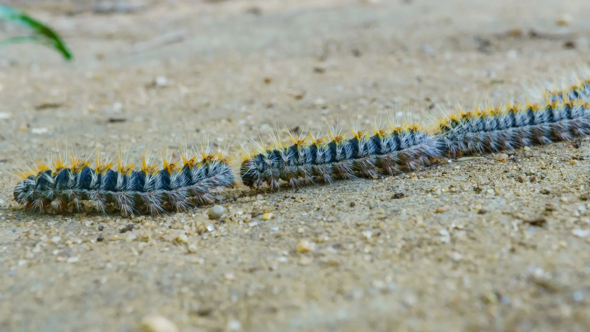 Petites bêtes, mais grands dangers