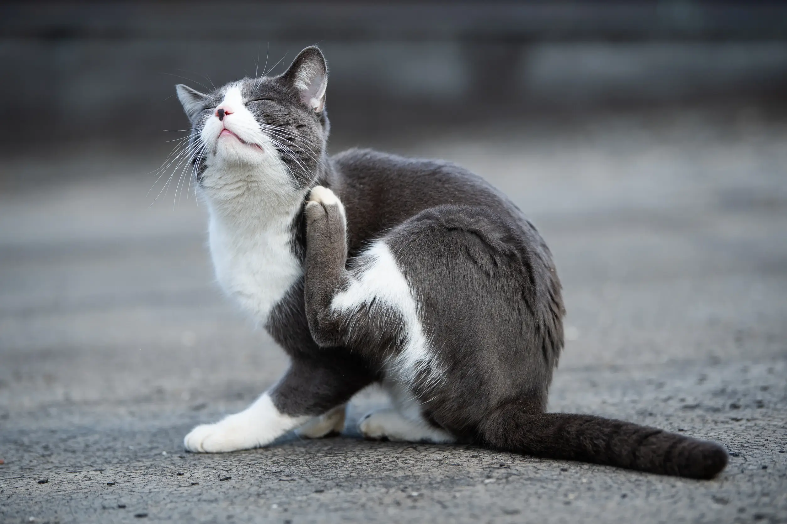 Petites bêtes, mais grands dangers