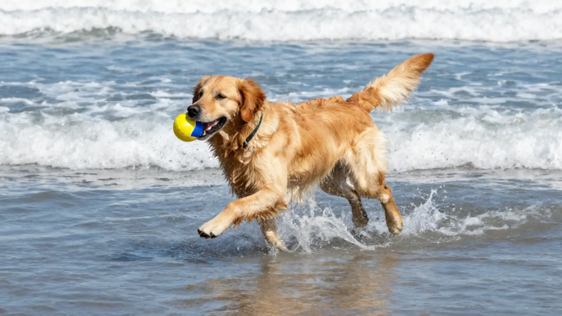 Sorties aquatiques avec son chien : les précautions à prendre