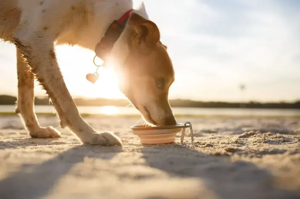 Les coups de chaleurs